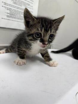 Domestic Short Hair Cats Available for Adoption in Sevierville, Tennessee - Elmo | PetCurious