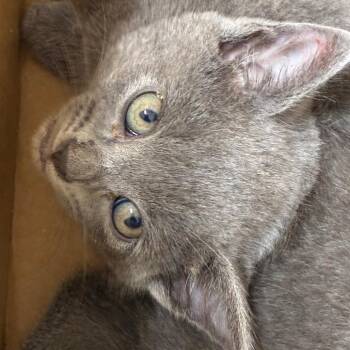 Mantis -  Domestic Short Hair Cat for Adoption in San Antonio, Texas - Mantis | PetCurious