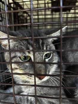 A661834 -  Domestic Short Hair Cat for Adoption in Houston, Texas - A661834 | PetCurious