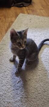 Rescue Domestic Short Hair Cats for Adoption in Pocatello, Idaho - Sir Auto | PetCurious