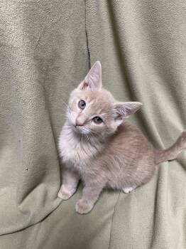 Bramwell -  Domestic Short Hair Cat for Adoption in Rock Falls, Illinois - Bramwell | PetCurious