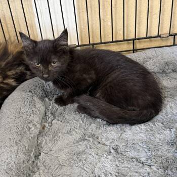 Athena -  Domestic Medium Hair Cat for Adoption in Williamsville, New York - Athena | PetCurious