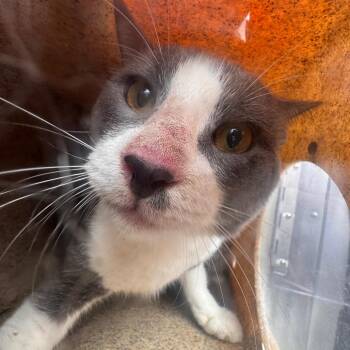 Fairlife -  Domestic Short Hair Cat for Adoption in Philadelphia, Pennsylvania - Fairlife | PetCurious