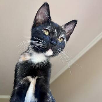 Sissy -  Domestic Short Hair Cat for Adoption in Houston, Texas - Sissy | PetCurious