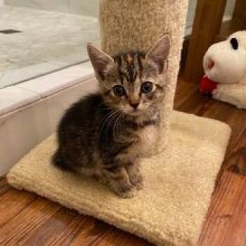 Sutton -  Domestic Short Hair Cat for Adoption in Greensboro, Georgia - Sutton | PetCurious