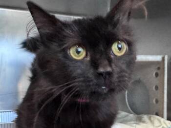 Anna -  Domestic Long Hair Cat Available for Adoption in Powell, Ohio - Anna | PetCurious