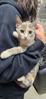 Lemon -  Domestic Short Hair Cat for Adoption in Greensburg, Indiana - Lemon | PetCurious