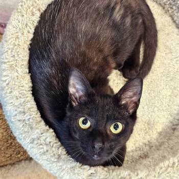 Rescue Domestic Short Hair Cats for Adoption in Fairfax, Virginia - Ollie (bonded With Logan) | PetCurious