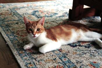 Rescue Domestic Short Hair Cats for Adoption in Houston, Texas - Barbie | PetCurious