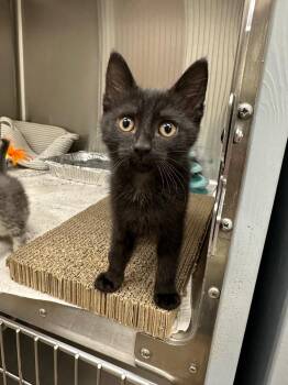 Armadillo "Dilla -  Domestic Short Hair Cat for Adoption in Lake City, Arkansas - Armadillo "Dilla | PetCurious