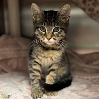 Domestic Short Hair Cats Available for Adoption in Keizer, Oregon - Lucy | PetCurious