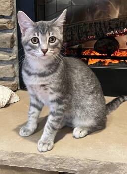 Rescue Domestic Short Hair Cats for Adoption in Effingham, Illinois - Curt | PetCurious