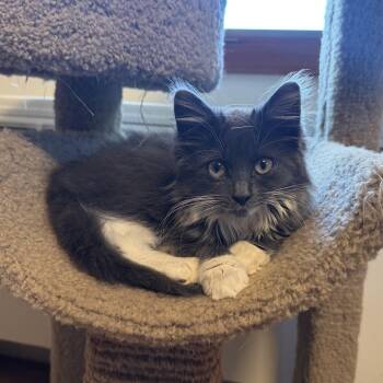 Stella -  Siberian and Norwegian Forest Cat Cat for Adoption in East Northport, New York - Stella | PetCurious