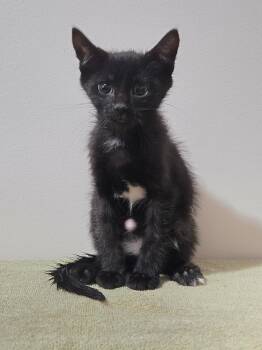 Crust - Preadoption ONLY -  Domestic Short Hair Cat for Adoption in Chilliwack, British Columbia - Crust - Preadoption ONLY | PetCurious