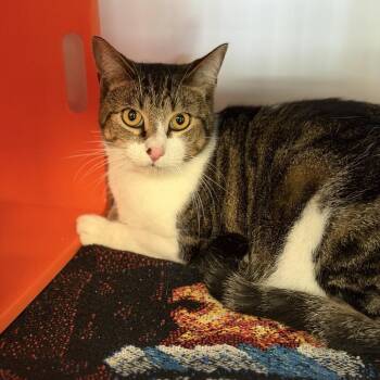 Louie -  Domestic Short Hair Cat for Adoption in Bentonville, Arkansas - Louie | PetCurious