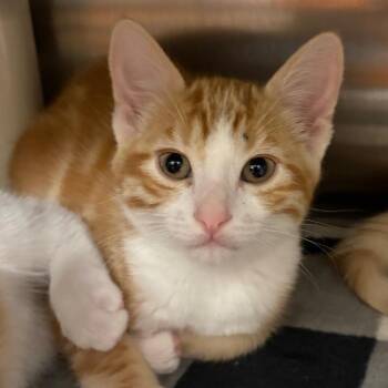 Marmalade -  Domestic Short Hair Cat for Adoption in Keizer, Oregon - Marmalade | PetCurious