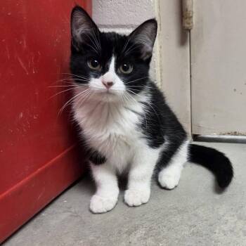 VIM -  Domestic Short Hair Cat for Adoption in Chilton, Wisconsin - VIM | PetCurious