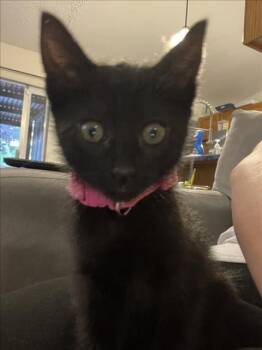 *NYX -  Domestic Short Hair Cat Available for Adoption in Woodland, California - *NYX | PetCurious