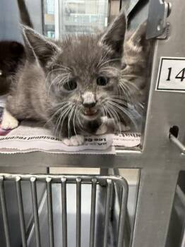 FATSO -  Domestic Short Hair Cat Available for Adoption in Baytown, Texas - FATSO | PetCurious