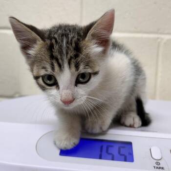 Pallet -  Domestic Short Hair Cat for Adoption in Roxboro, North Carolina - Pallet | PetCurious
