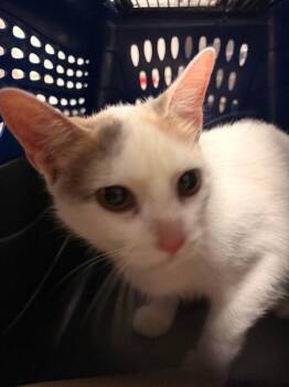 Marbles -  Domestic Short Hair Cat for Adoption in Cincinnati, Ohio - Marbles | PetCurious
