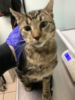 Rescue Domestic Short Hair Cats for Adoption in Largo, Florida - Juan | PetCurious