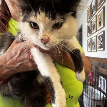 Gus Gus -  Domestic Medium Hair Cat for Adoption in Carlin, Nevada - Gus Gus | PetCurious