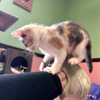 Trina -  Domestic Short Hair Cat Available for Adoption in Philadelphia, Pennsylvania - Trina | PetCurious