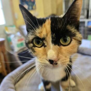 Domestic Short Hair Cats Available for Adoption in Park Falls, Wisconsin - June | PetCurious
