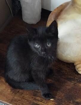 Domestic Short Hair Cats Available for Adoption in South Bend, Indiana - Bubbles * IN FOSTER * | PetCurious