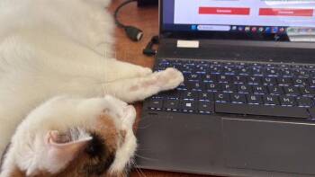 Domestic Short Hair Cats Available for Adoption in Montreal, Quebec - Boo | PetCurious