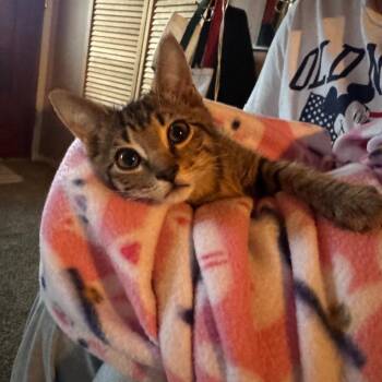 Mr. Wobbles -  Domestic Short Hair Cat for Adoption in Buellton, California - Mr. Wobbles | PetCurious