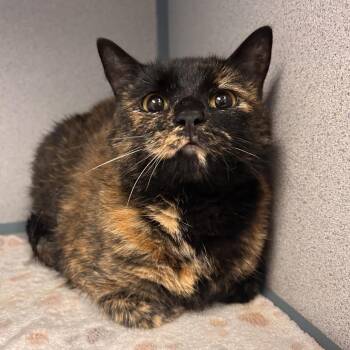 Rafiki -  Domestic Short Hair Cat for Adoption in Cedar Rapids, Iowa - Rafiki | PetCurious