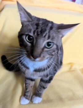 Rescue Tabby Cats for Adoption - Benny SP 11/24 | PetCurious