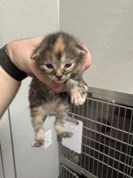 Samoa (pink collar) -  Domestic Medium Hair and Domestic Short Hair Cat for Adoption in Lafayette, Indiana - Samoa (pink Collar) | PetCurious