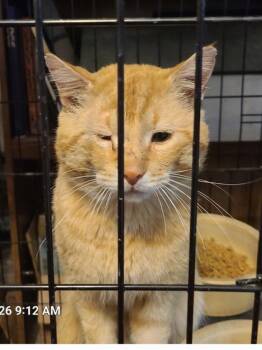 Domestic Short Hair Cats Available for Adoption in Waynetown, Indiana - Malcolm  | PetCurious