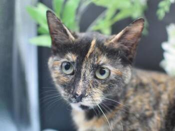 Domestic Short Hair Cats Available for Adoption in Portland, Oregon - Cowgirl | PetCurious
