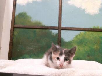HANNA -  Domestic Short Hair Cat for Adoption in Houston, Texas - HANNA | PetCurious