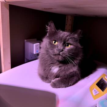 Rescue Domestic Medium Hair Cats for Adoption in Charlotte, North Carolina - Betty | PetCurious