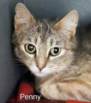 Domestic Short Hair Cats Available for Adoption in Colfax, Iowa - Penny | PetCurious