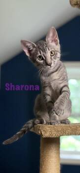 Sharona -  Domestic Short Hair Cat for Adoption in East Greenville, Pennsylvania - Sharona | PetCurious
