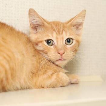 PJ -  Domestic Short Hair Cat for Adoption in Evansville, Indiana - PJ | PetCurious