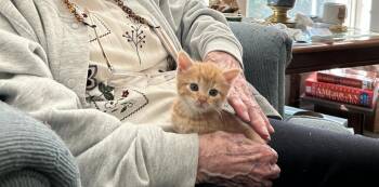 Bella -  Domestic Medium Hair Cat for Adoption in Richmond, Virginia - Bella | PetCurious