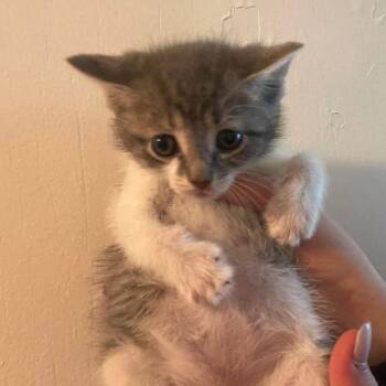 Lanky -  Domestic Short Hair Cat for Adoption in Corbin, Kentucky - Lanky | PetCurious