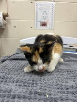 Artemis -  Domestic Short Hair Cat for Adoption in Westland, Michigan - Artemis | PetCurious