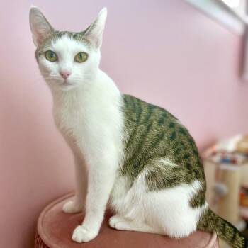 Domestic Short Hair Cats Available for Adoption - Valentina | PetCurious