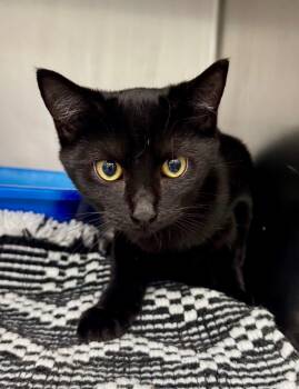 Rescue Domestic Short Hair Cats for Adoption in Danielsville, Georgia - Gregory | PetCurious