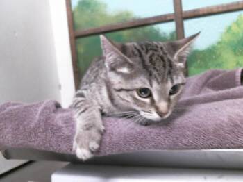 JESSY -  Domestic Short Hair Cat for Adoption in Houston, Texas - JESSY | PetCurious