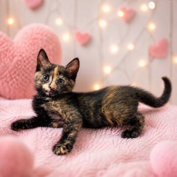 Muffin -  Calico Cat for Adoption in Orange, California - Muffin | PetCurious