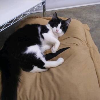 Murray -  Domestic Long Hair Cat Available for Adoption in Hot Springs, South Dakota - Murray | PetCurious